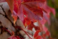 Celebrating Gratitude