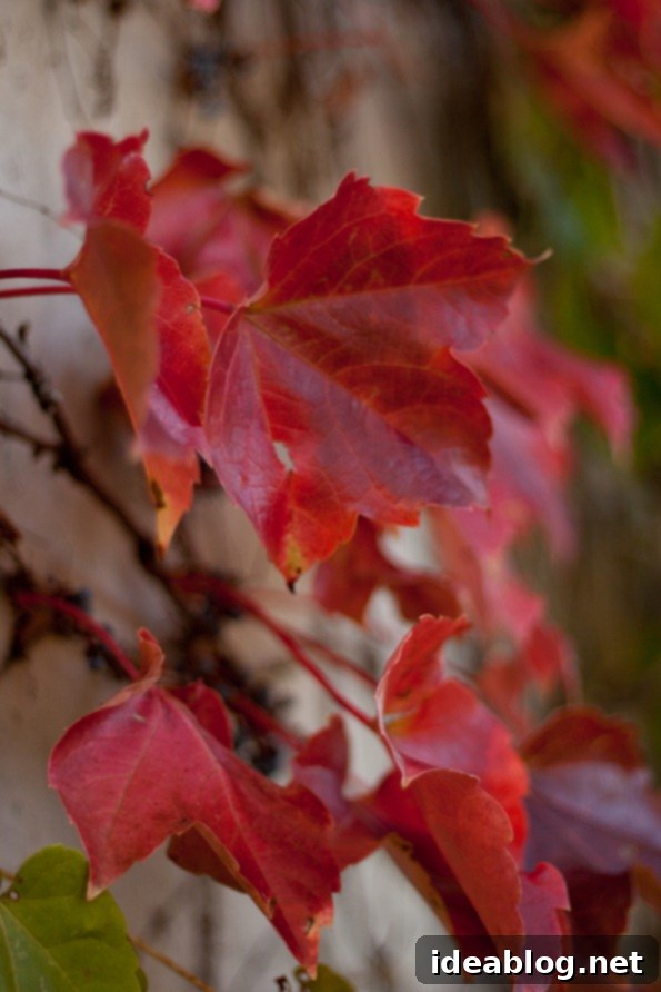 Celebrating Gratitude 1 featured 106