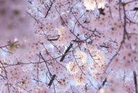 The Sunday Chronicle