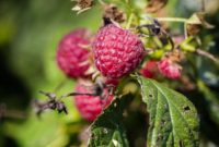 The Sunday Weekend Atlas