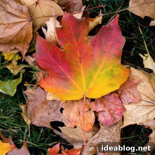 The Sunday Bloom 1 featured 17929