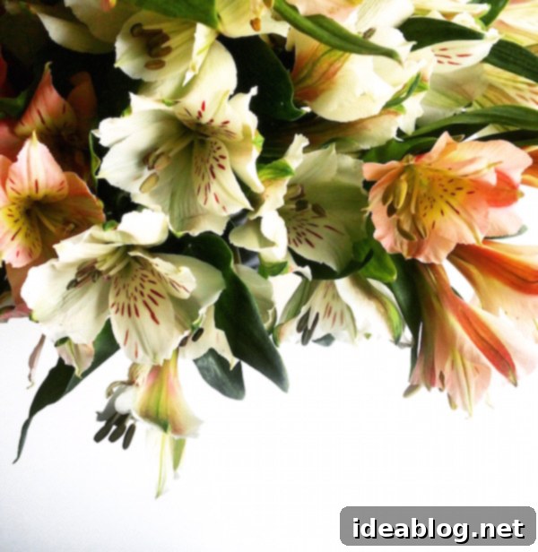 The Sunday Bloom 1 featured 21740