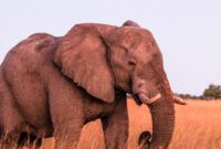 Botswana’s Okavango Delta A River of Life