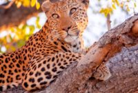 Okavango Delta Botswana The Journey Continues