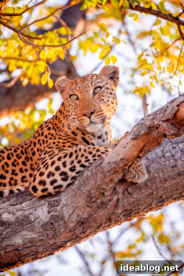 Okavango Delta Botswana The Journey Continues 1 featured 22608