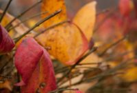 The Afterglow of Thanksgiving