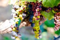 Oakland and Sonoma’s Culinary Gems