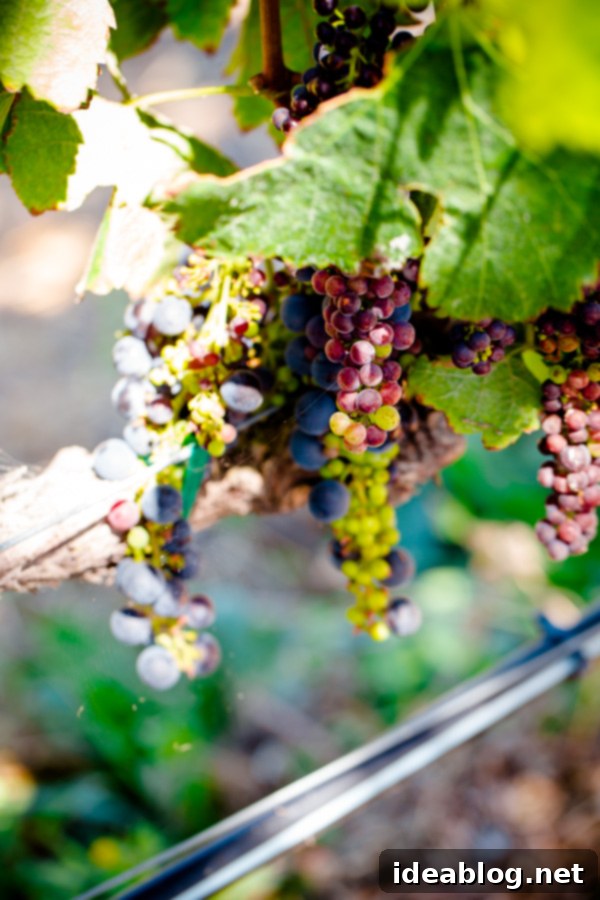 Oakland and Sonoma's Culinary Gems 21 featured 25244