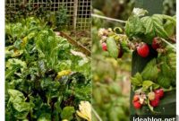 The Odyssey to St. Mawes