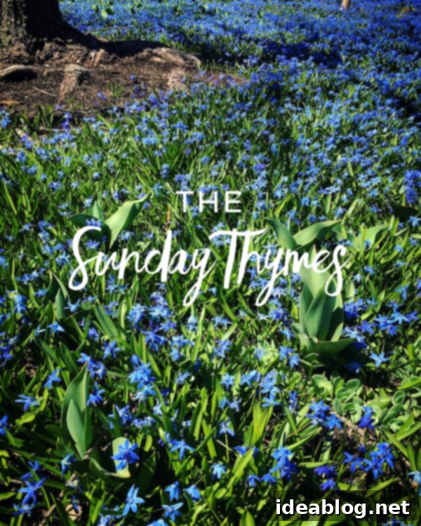 The Sunday Compass 1 featured 30064