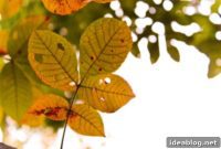 Autumn’s Palette and Palate