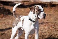 Journeys with Marley