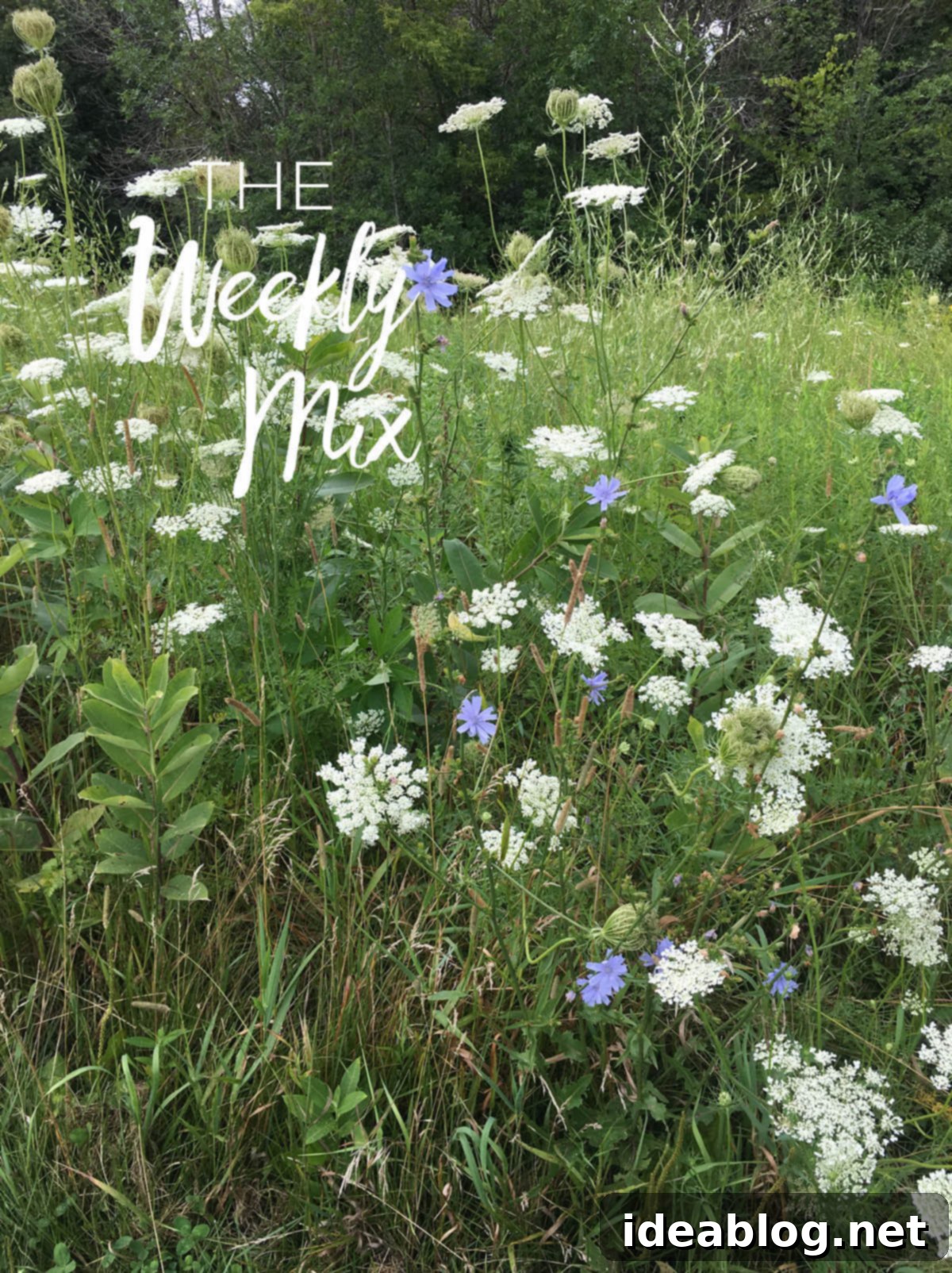 The Weekly Pulse 1 featured 35845