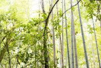 Unveiling Kyoto A Journey Through Tradition