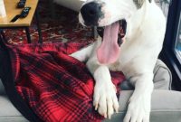 Grateful Hearts This Thanksgiving