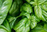 Mastering Thriving Basil at Home