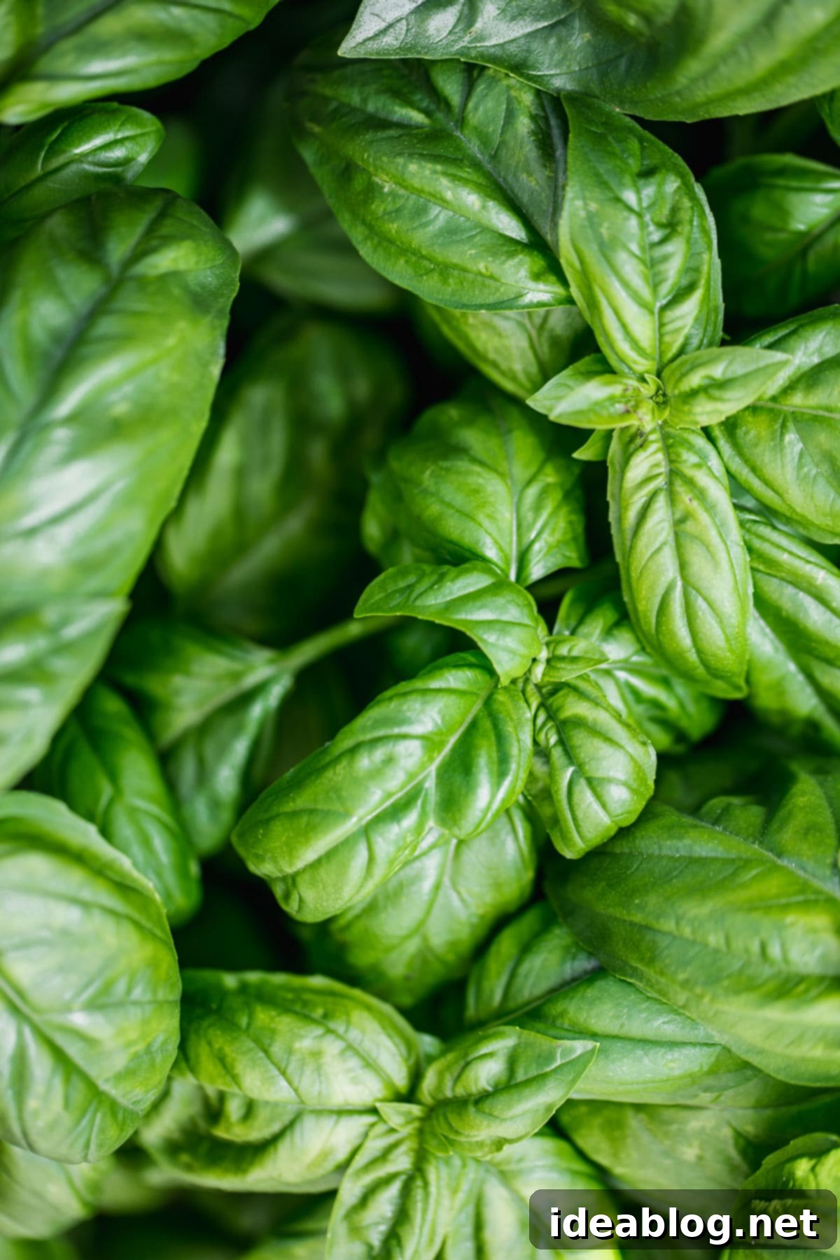 Mastering Thriving Basil at Home 1 featured 40301
