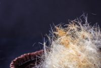 Decadent Double Dark Chocolate Tart