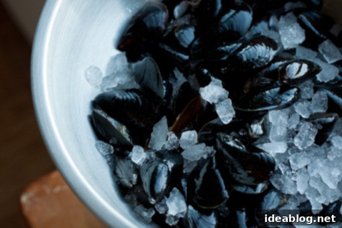 Quintessential Moules Frites 3 Fresh French mussels in a bowl with ice, ready for preparation