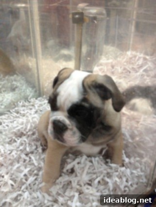 Concrete Jungle Calling 13 Cute puppy in a pen