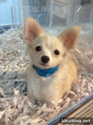 Concrete Jungle Calling 14 Another adorable puppy