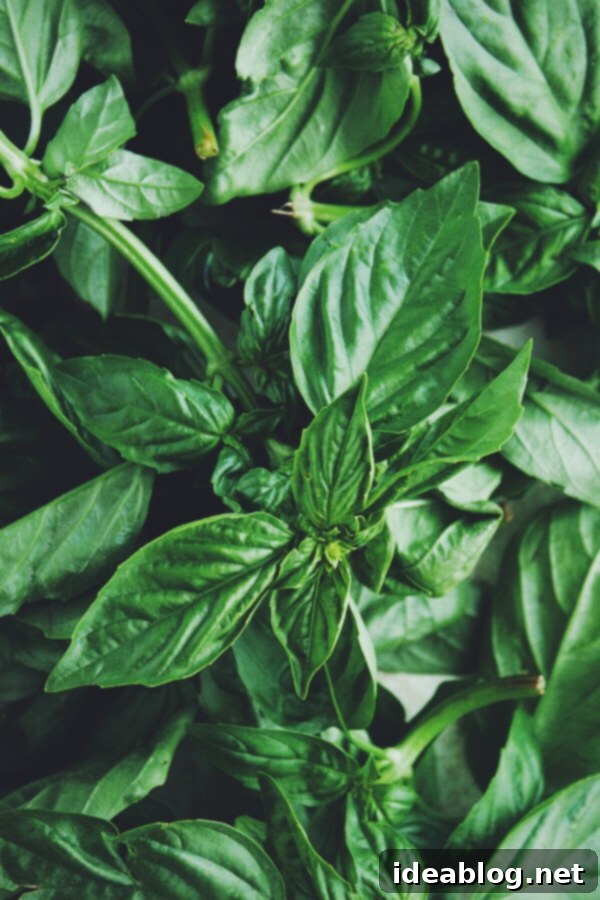 Basil Ice Cream  Fresh Basil Leaves