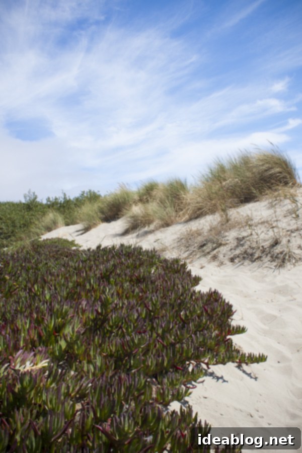 A Week in the City by the Bay 11 People enjoying the expansive Stinson Beach in Marin County