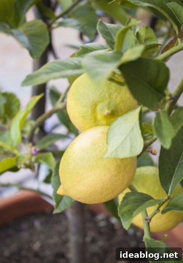 A Week in the City by the Bay 20 Lush lemon tree full of fruit, representing California's bounty