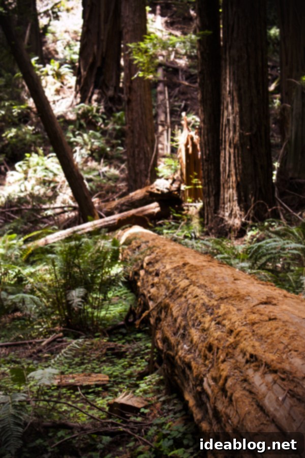A Week in the City by the Bay 9 Panoramic view of Muir Woods forest