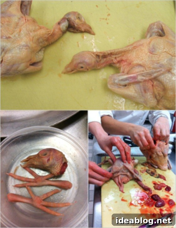 Day 75: A Culinary Triptych 3 butchering pigeon