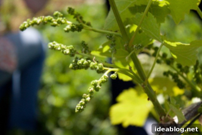 Boxwood Cellars 5 Rows of young grapevines beginning to grow for the new season at Boxwood Winery