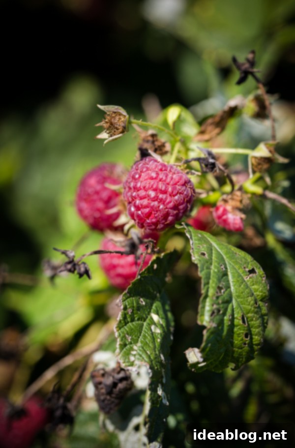 The Sunday Weekend Atlas 2 Raspberry Picking at Butler's Orchard