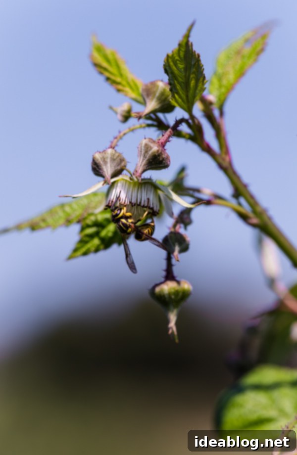 The Sunday Weekend Atlas 13 Raspberry Picking at Butler's Orchard | @blogoverthyme