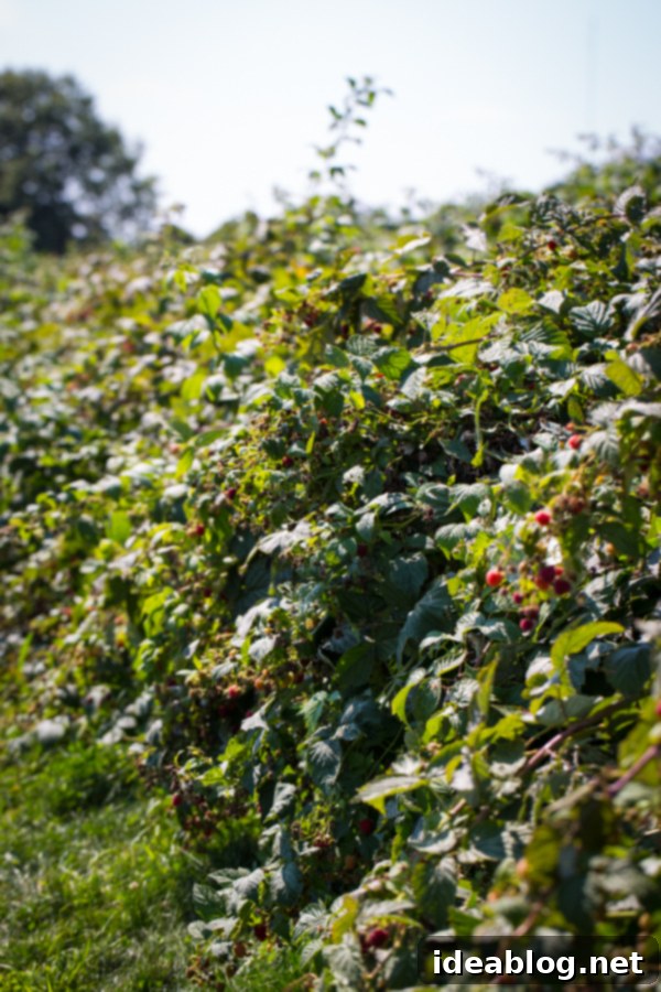 The Sunday Weekend Atlas 5 Raspberry Picking at Butler's Orchard