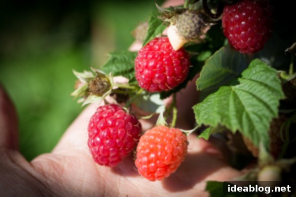The Sunday Weekend Atlas 6 Raspberry Picking at Butler's Orchard