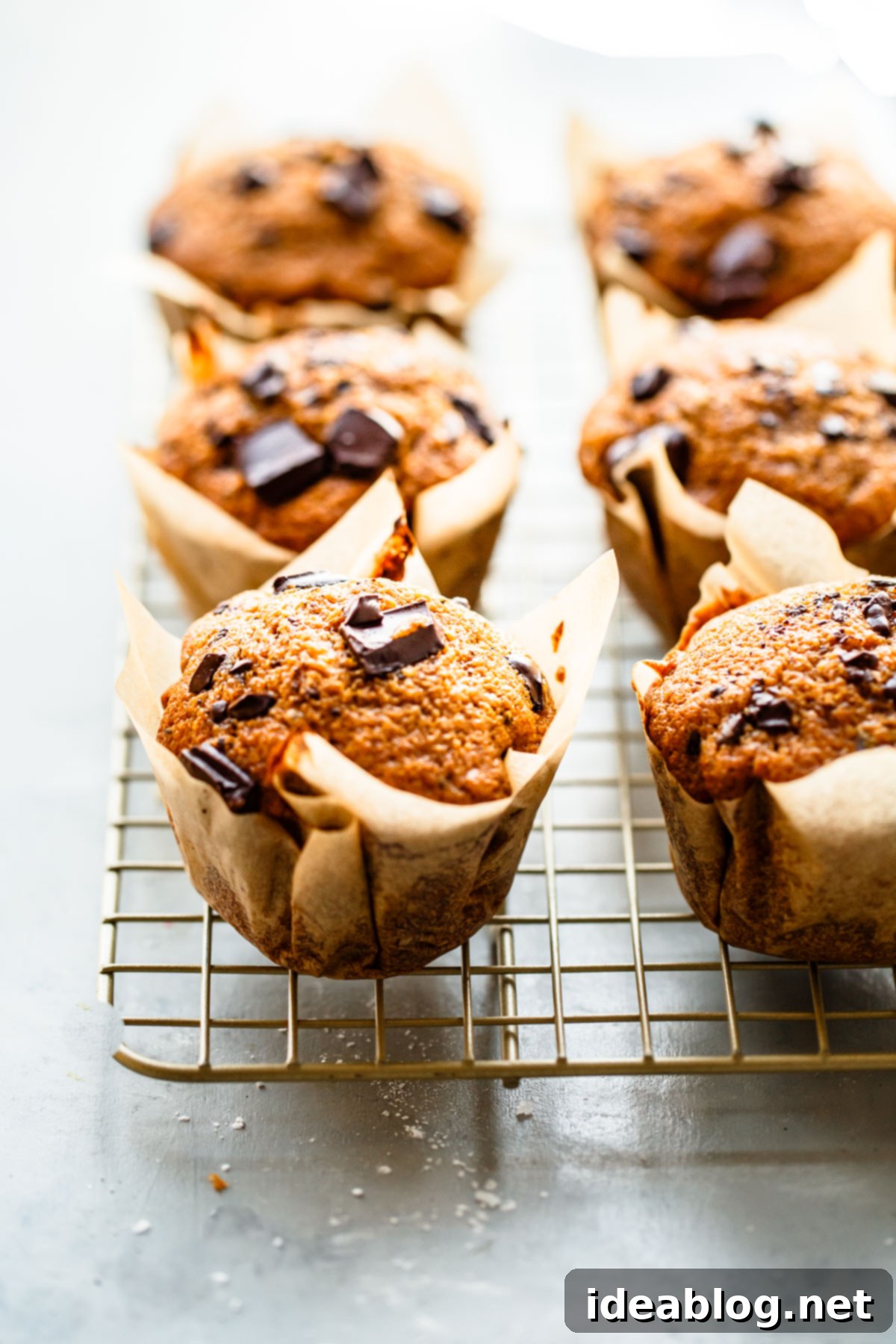 Coffee-Kissed Pumpkin Chocolate Chip Muffins 3 Two freshly baked pumpkin chocolate chip muffins on a cooling rack