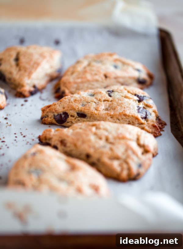 Toasted Butter Chocolate Chip Scones 5 Freshly baked Brown Butter Chocolate Chip Scones cooling on a rack, awaiting their final glaze.