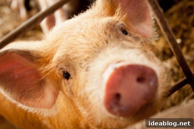 Charlottesville Awaits: Our Scenic Drive 11 polyface farm pigs close up