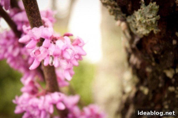 Charlottesville Awaits: Our Scenic Drive 24 spring flowers charlottesville