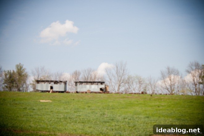 Charlottesville Awaits: Our Scenic Drive 8 polyface farm chicken mobile