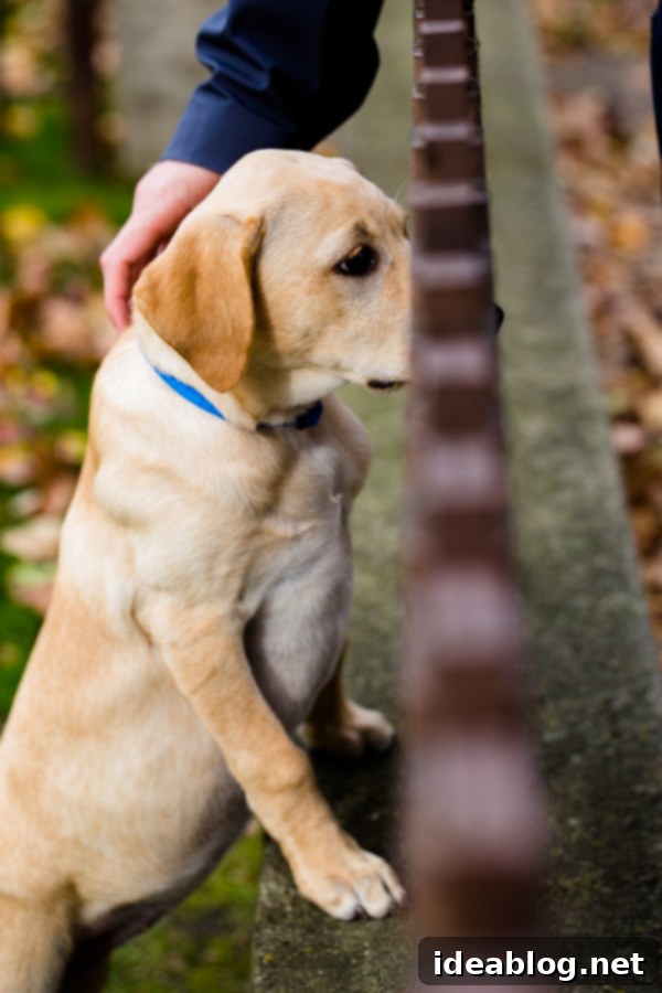 Second Wind in the Metropolis 17 Oak Park, Chicago street with puppy