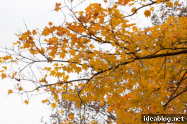 Second Wind in the Metropolis 18 Oak Park, Chicago residential architecture