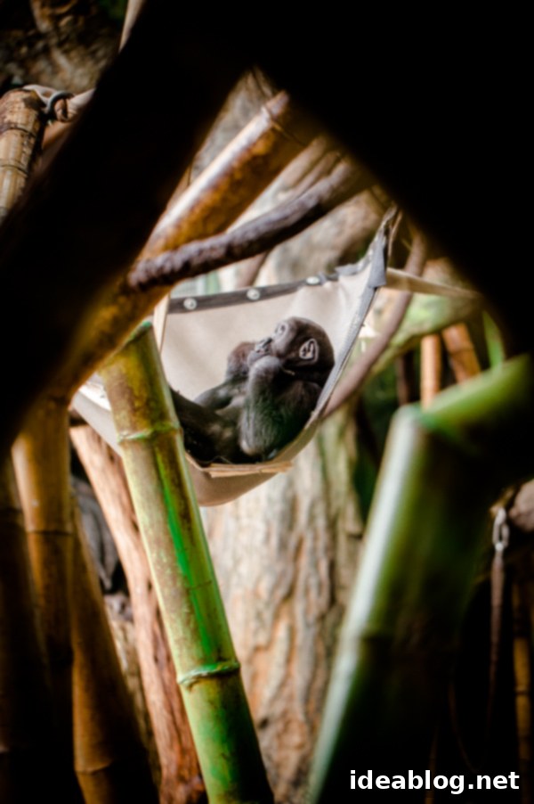 Lincoln Park Zoo
