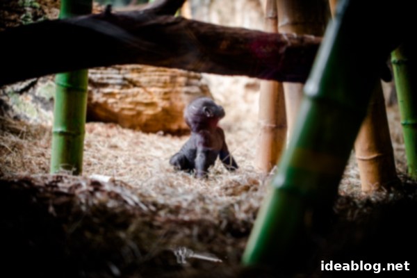 Lincoln Park Zoo