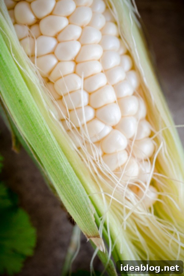 Ear of Corn