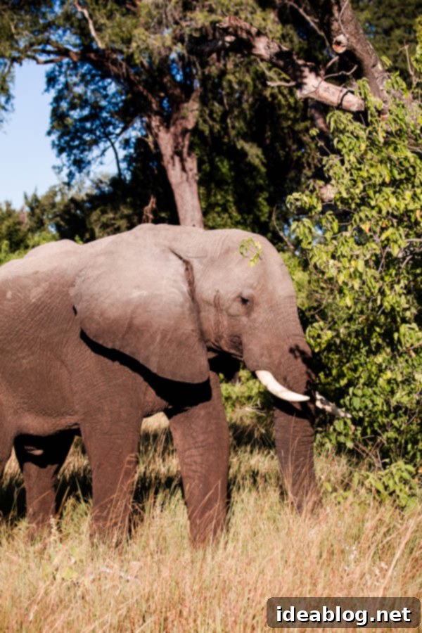 Botswana's Okavango Delta A River of Life 11 Close-up of Elephant in Okavango Delta