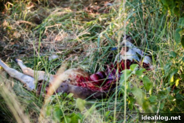 Botswana's Okavango Delta A River of Life 12 Okavango Delta Wildlife - Leopard in Grass