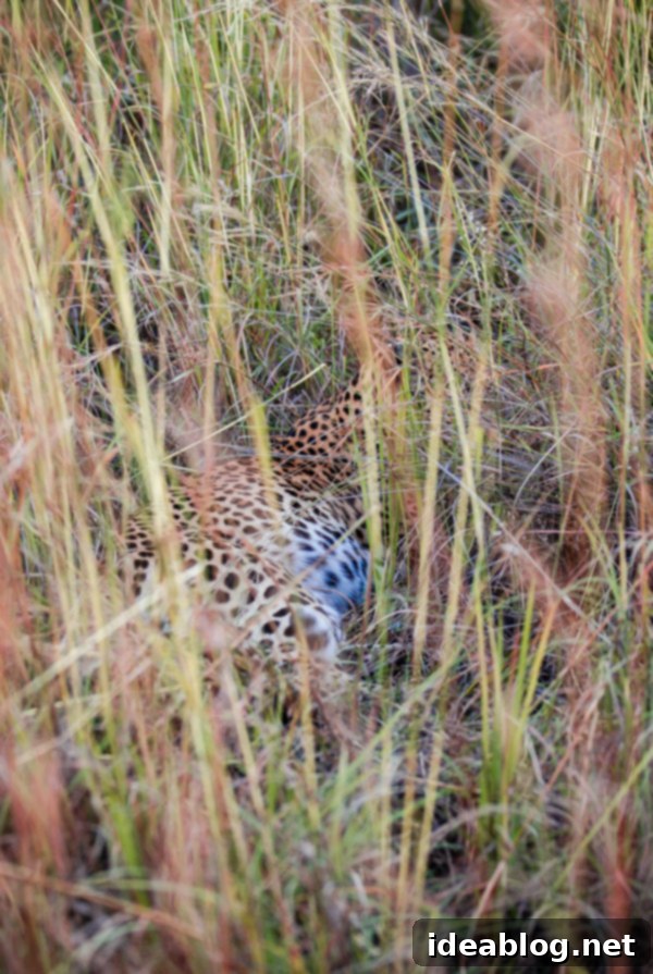 Botswana's Okavango Delta A River of Life 13 Leopard Resting in Tall Grass, Botswana Safari