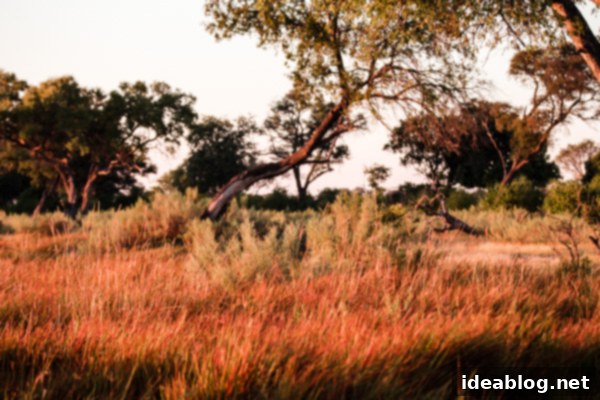 Botswana's Okavango Delta A River of Life 15 Okavango Delta Leopard Observation