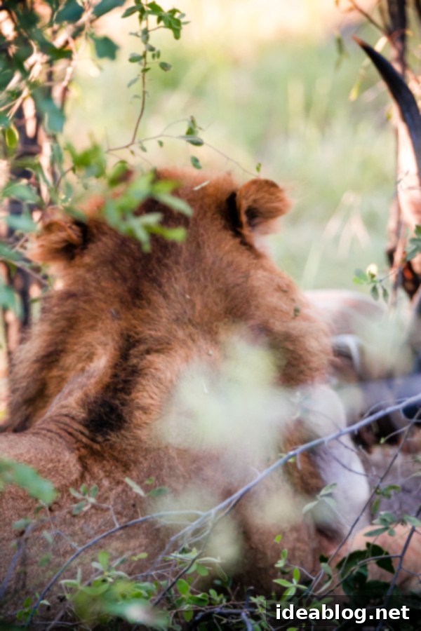 Botswana's Okavango Delta A River of Life 16 Young Male Lion Eating Kudu in Okavango Delta